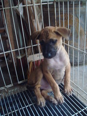 Pierre, Brandi &amp; Carlos - Mixed Breed Dog