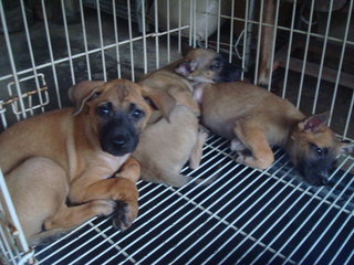 Pierre, Brandi &amp; Carlos - Mixed Breed Dog