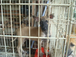 Pierre, Brandi &amp; Carlos - Mixed Breed Dog