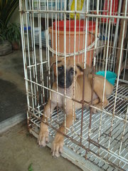 Pierre, Brandi &amp; Carlos - Mixed Breed Dog