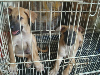 Pierre, Brandi &amp; Carlos - Mixed Breed Dog