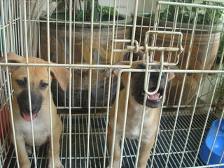 Pierre, Brandi &amp; Carlos - Mixed Breed Dog