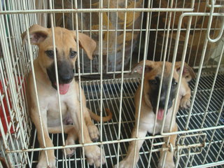 Pierre, Brandi &amp; Carlos - Mixed Breed Dog