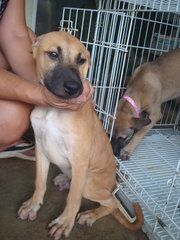 Pierre, Brandi &amp; Carlos - Mixed Breed Dog