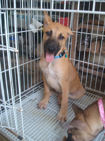 Pierre, Brandi &amp; Carlos - Mixed Breed Dog