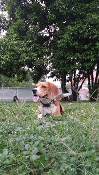 Max - Beagle Dog
