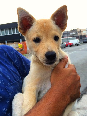 Hachi - Mixed Breed Dog