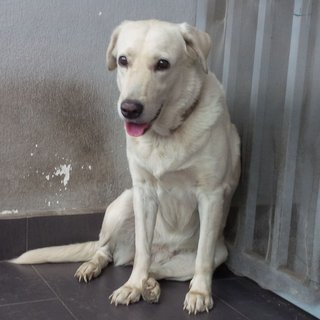 Nancy - Labrador Retriever Dog