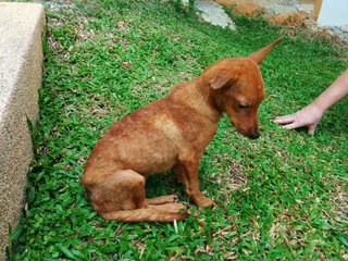 Fanta - Mixed Breed Dog