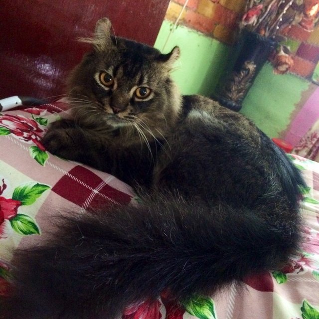 Rockey - American Curl + Domestic Long Hair Cat