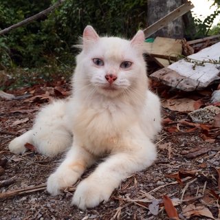 8 month old Snowy. 