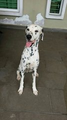 Haylie  - Dalmatian Dog