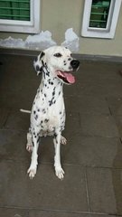 Haylie  - Dalmatian Dog