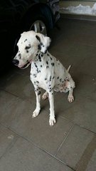 Haylie  - Dalmatian Dog