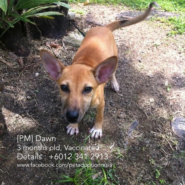 Dawn - Mixed Breed Dog