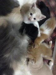 Michiko's 1st baby (Oreo's sibling)