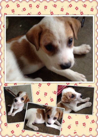 Ipoh - Tulip - Beagle Mix Dog