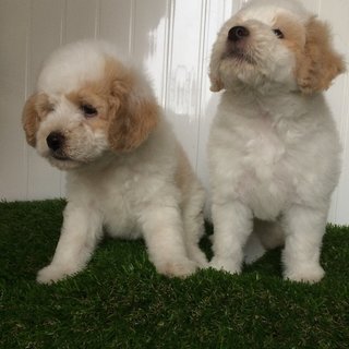 Poodle - Poodle Dog