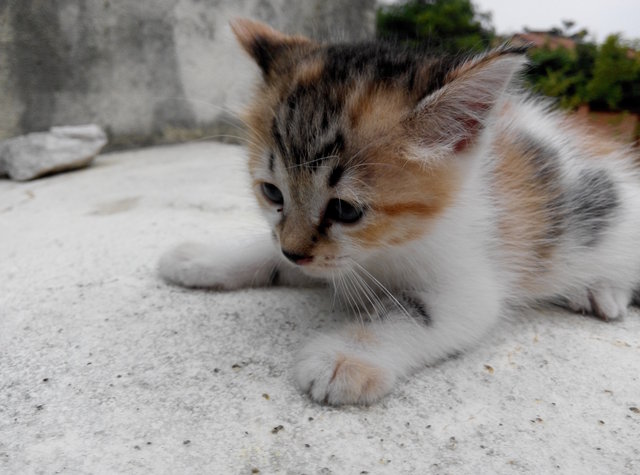 Tiger - Domestic Medium Hair Cat