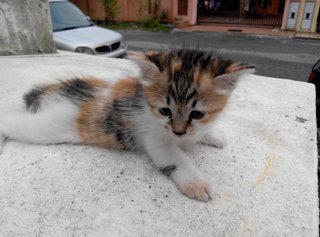 Tiger - Domestic Medium Hair Cat