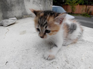 Tiger - Domestic Medium Hair Cat