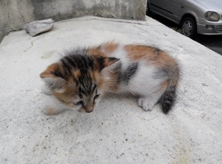 Tiger - Domestic Medium Hair Cat