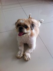 Bobo - Shih Tzu Dog