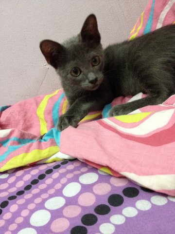 Baby Dark - Domestic Short Hair Cat