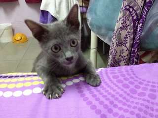 Baby Dark - Domestic Short Hair Cat