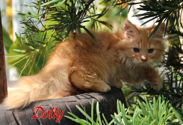 Dolly - Chinchilla + Ragdoll Cat