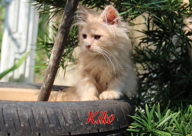 Kiko - Chinchilla + Ragdoll Cat