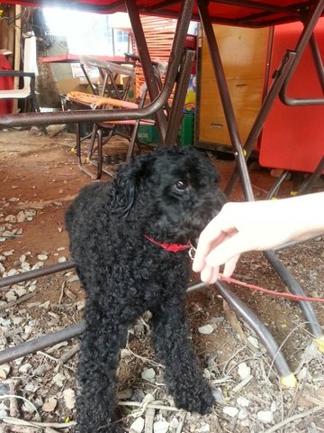 Little Black - Poodle Dog