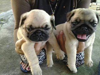 Pug - Pug Dog