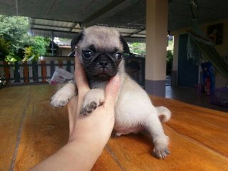 Pug - Pug Dog