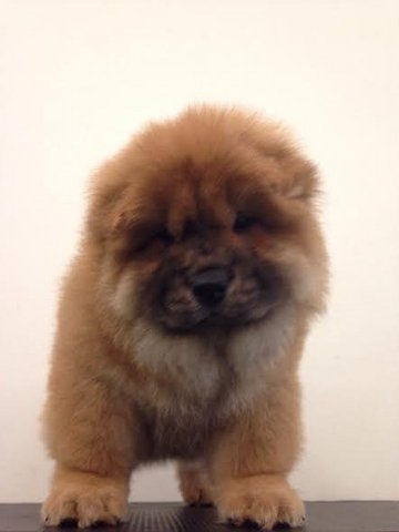 Chow Chow - Chow Chow Dog