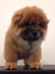 Chow Chow - Chow Chow Dog