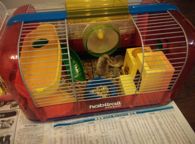 Adopted- - Roborovsky's Hamster Hamster