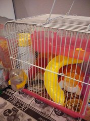 Adopted- - Roborovsky's Hamster Hamster