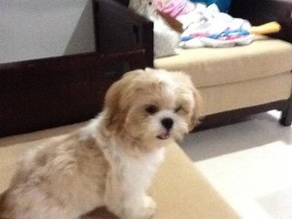 Bokbok And Put Put - Shih Tzu Dog