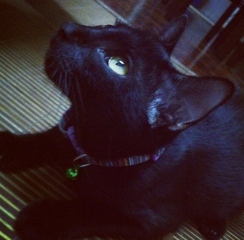 Bobob - Domestic Short Hair + Bombay Cat