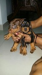 Pure Breed Doberman Puppies - Doberman Pinscher Dog