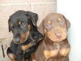 Pure Breed Doberman Puppies - Doberman Pinscher Dog