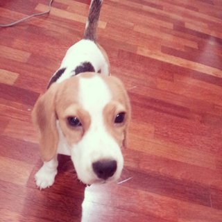 Stephy - Beagle Dog