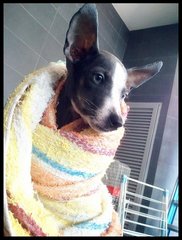 Timmy  - Mixed Breed Dog