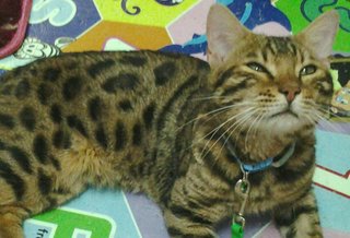 Simba - Bengal Cat