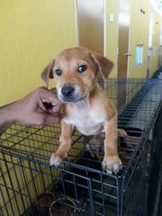 Misty - Mixed Breed Dog