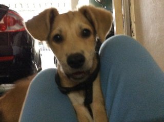 Ipoh - Cassie - Mixed Breed Dog