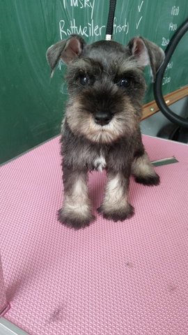 Schnauzer - Cute And Thick Coat - Schnauzer Dog