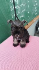 Schnauzer - Cute And Thick Coat - Schnauzer Dog