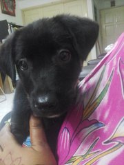 Raju - Mixed Breed Dog